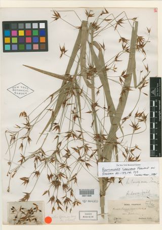 To New York Botanical Garden Steere Herbarium (Ceratoschoenus macrostachys NY11609 type 1)