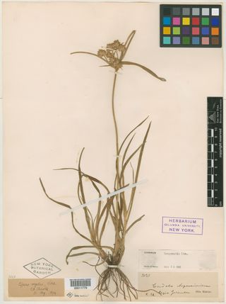 To New York Botanical Garden Steere Herbarium (Cyperus vegetus NY11779 type 1)