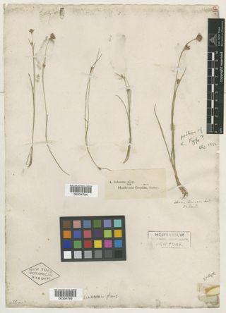 To New York Botanical Garden Steere Herbarium (Schoenus albus NY334793 type 1)