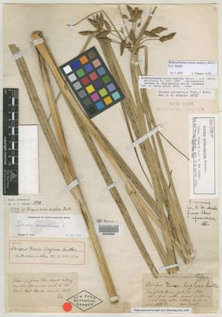 To New York Botanical Garden Steere Herbarium (Bolboschoenus novae-angliae NY5882 holotype 1)