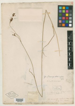 To New York Botanical Garden Steere Herbarium (Rhynchospora microcarpa NY51406 type 1)