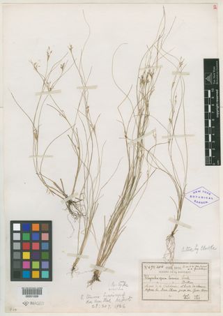 To New York Botanical Garden Steere Herbarium (Rhynchospora tenuis brevinux NY51509 type 1)