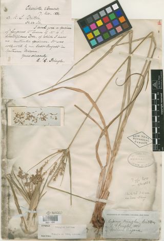 To New York Botanical Garden Steere Herbarium (Cyperus pringlei NY11691 type 1)