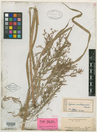 To New York Botanical Garden Steere Herbarium (Cyperus multispicatus NY11801 type 1)