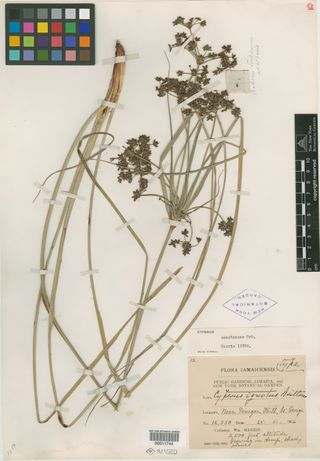 To New York Botanical Garden Steere Herbarium (Cyperus ignotus NY11744 type 1)