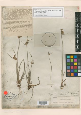 To New York Botanical Garden Steere Herbarium (Cyperus blodgettii NY11633 holotype 1)