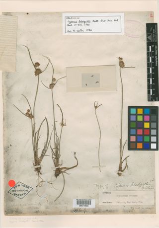 To New York Botanical Garden Steere Herbarium (Cyperus blodgettii NY11633 holotype 2)