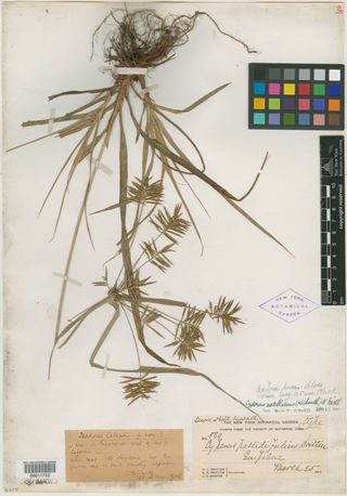 To New York Botanical Garden Steere Herbarium (Cyperus solidifolius NY11753 type 1)