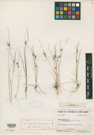 To New York Botanical Garden Steere Herbarium (Carex oederi NY11250 type 1)