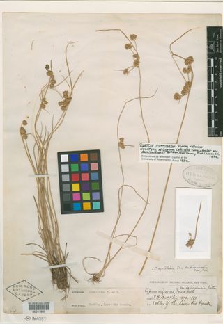 To New York Botanical Garden Steere Herbarium (Cyperus rufescens denticarinatus NY11697 holotype 1)