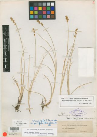 To New York Botanical Garden Steere Herbarium (Carex townsendii NY11446 holotype 1)