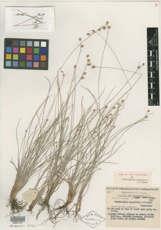 To New York Botanical Garden Steere Herbarium (Fimbristylis longifolia NY51179 type 1)