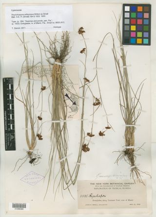 To New York Botanical Garden Steere Herbarium (Rhynchospora edisoniana NY1288389 holotype 1)