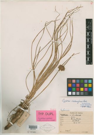 To New York Botanical Garden Steere Herbarium (Cyperus carrii NY11810 type 1)