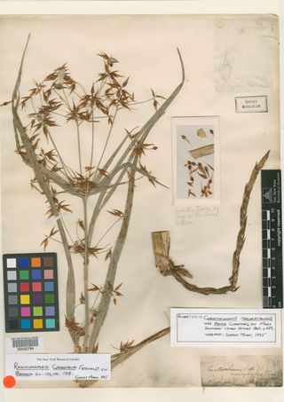 To New York Botanical Garden Steere Herbarium (Ceratoschoenus macrostachys NY22794 type 1)