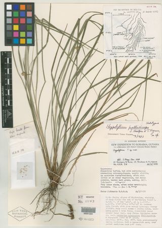 To New York Botanical Garden Steere Herbarium (Hypolytrum pallidiceps NY51224 holotype 1)