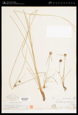 To New York Botanical Garden Steere Herbarium (Scirpus ablepharus NY3376965 type 1)