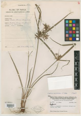 To New York Botanical Garden Steere Herbarium (Cyperus meistostylus NY11814 type 1)