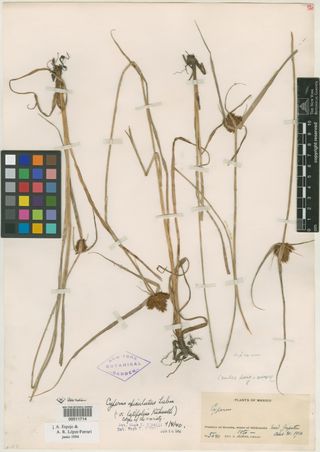 To New York Botanical Garden Steere Herbarium (Cyperus apiculatus latifolius NY11714 type 1)