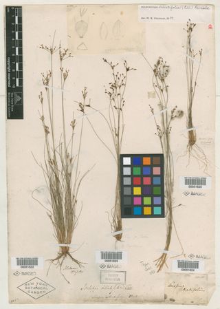 To New York Botanical Garden Steere Herbarium (Bulbostylis ciliatifolia NY51623 type 1)