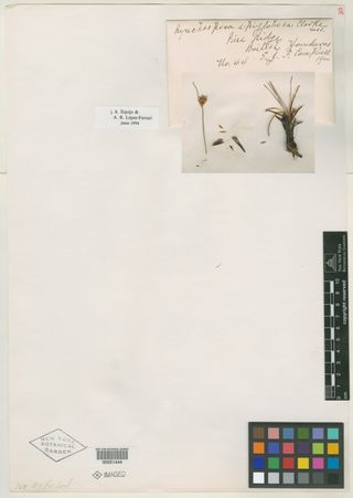 To New York Botanical Garden Steere Herbarium (Rhynchospora epiglobosa NY51444 type 1)