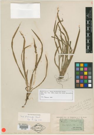 To New York Botanical Garden Steere Herbarium (Carex ptychocarpa NY11292 lectotype 1)