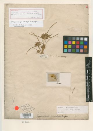 To New York Botanical Garden Steere Herbarium (Cyperus microdontus NY11681 holotype 1)