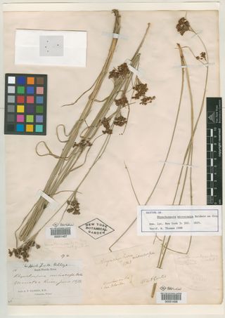 To New York Botanical Garden Steere Herbarium (Rhynchospora microcarpa NY51407 type 1)