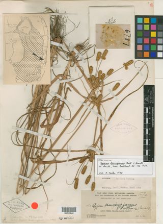 To New York Botanical Garden Steere Herbarium (Cyperus deeringianus NY11642 holotype 1)