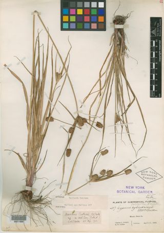 To New York Botanical Garden Steere Herbarium (Cyperus pollardii NY11690 type 1)