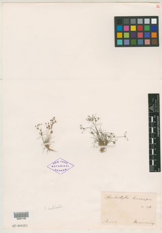 To New York Botanical Garden Steere Herbarium (Fimbristylis leiocarpa NY51183 type 1)