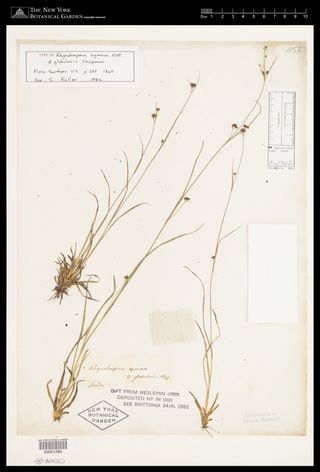 To New York Botanical Garden Steere Herbarium (Rhynchospora cymosa globularis NY51380 type 1)