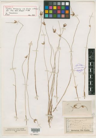 To New York Botanical Garden Steere Herbarium (Cyperus laevigatus NY11791 holotype 1)