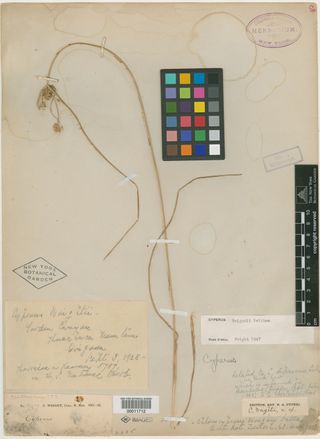 To New York Botanical Garden Steere Herbarium (Cyperus wrightii NY11712 type 1)