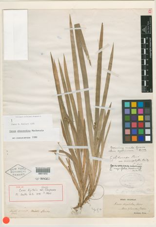 To New York Botanical Garden Steere Herbarium (Carex digitalis var. glauca NY11072 type 1)