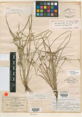 To New York Botanical Garden Steere Herbarium (Cyperus humilis elatior NY11722 holotype 1)