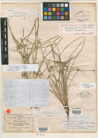 To New York Botanical Garden Steere Herbarium (Cyperus humilis elatior NY11722 holotype 2)