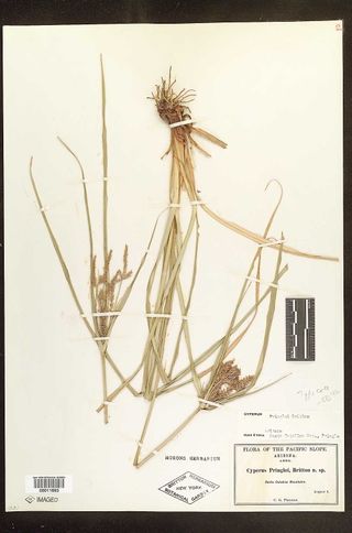 To New York Botanical Garden Steere Herbarium (Cyperus pringlei NY11693 type 1)