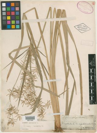 To New York Botanical Garden Steere Herbarium (Cyperus esculentus angustispicatus NY11649 type 1)