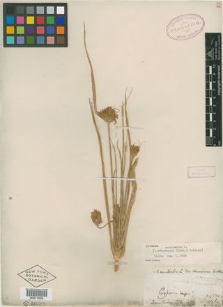 To New York Botanical Garden Steere Herbarium (Cyperus esculentus heermannii NY11650 type 1)