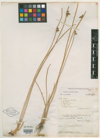 To New York Botanical Garden Steere Herbarium (Scirpus supinus elatior NY51702 type 1)