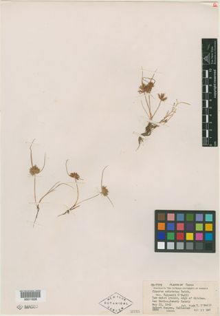 To New York Botanical Garden Steere Herbarium (Cyperus aristatus NY11628 type 1)