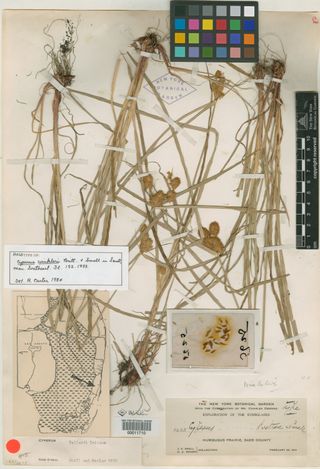 To New York Botanical Garden Steere Herbarium (Cyperus winkeleri NY11710 holotype 1)