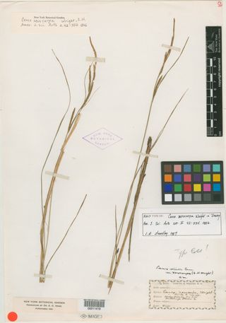 To New York Botanical Garden Steere Herbarium (Carex xerocarpa NY11419 holotype 1)