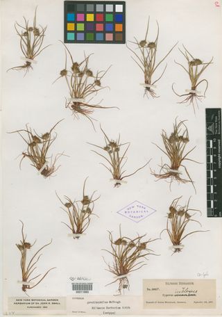 To New York Botanical Garden Steere Herbarium (Cyperus granitophilus NY11660 type 1)