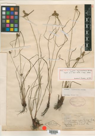 To New York Botanical Garden Steere Herbarium (Cyperus regiomontanus NY345886 holotype 1)