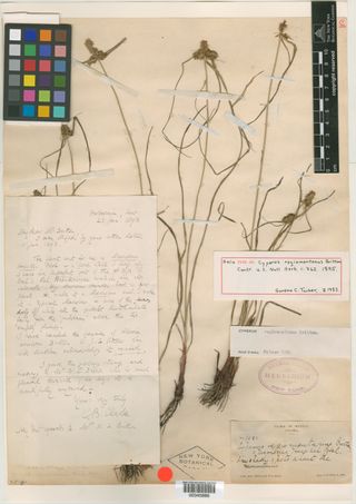 To New York Botanical Garden Steere Herbarium (Cyperus regiomontanus NY345886 holotype 2)