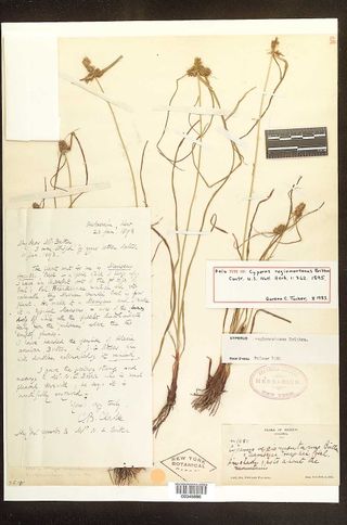 To New York Botanical Garden Steere Herbarium (Cyperus regiomontanus NY345886 holotype 3)