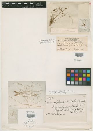 To New York Botanical Garden Steere Herbarium (Hemicarpha intermedia NY51211 type 1)