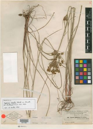 To New York Botanical Garden Steere Herbarium (Cyperus nashii NY11683 holotype 1)